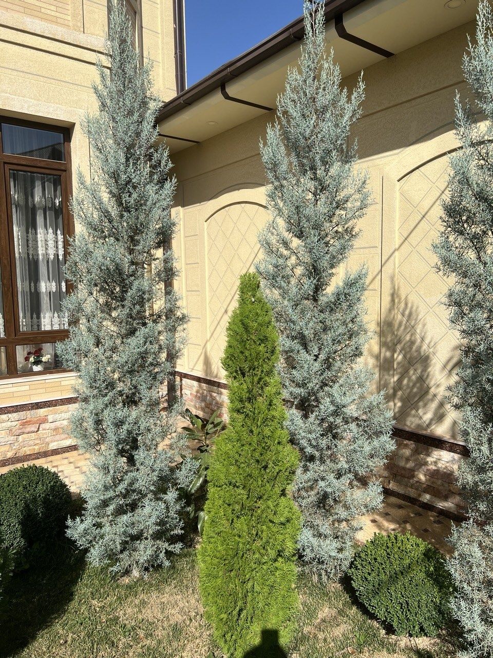 Кипарис Аризонский
Италия привазной.
Буйи-340см.
Нархи-150$.