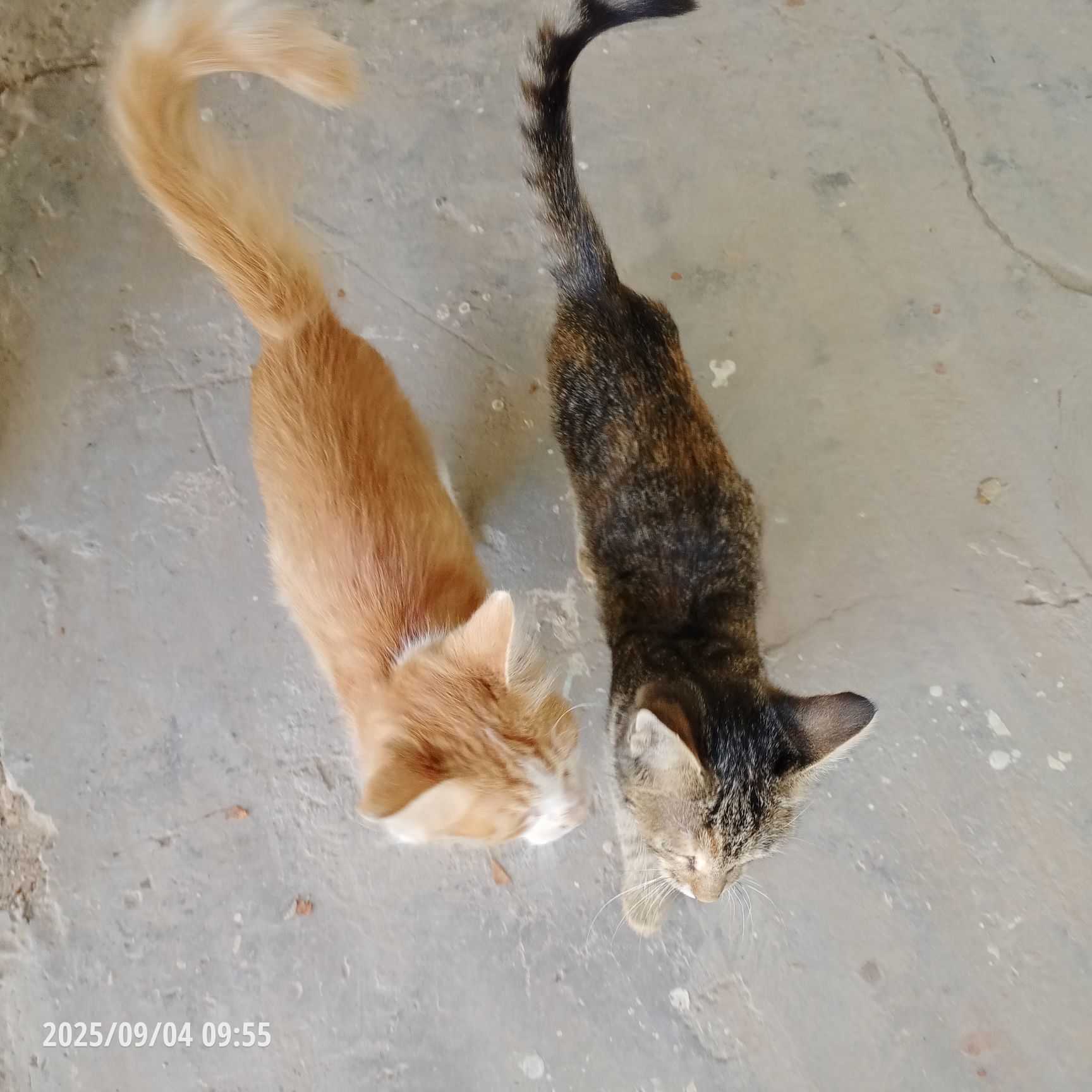 Отдам котят в добрые руки.