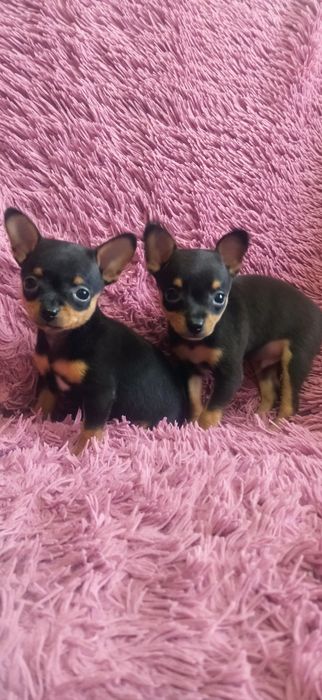 Продам той терьера мини