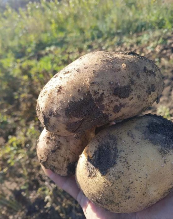 Картошка домашняя дачная