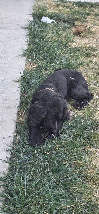 Отдам собаку в добрые руки.