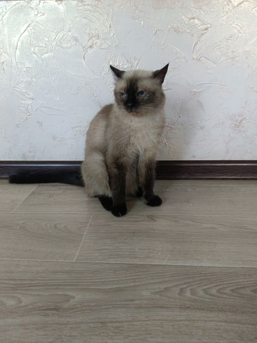 Кошка сиамская породистая
