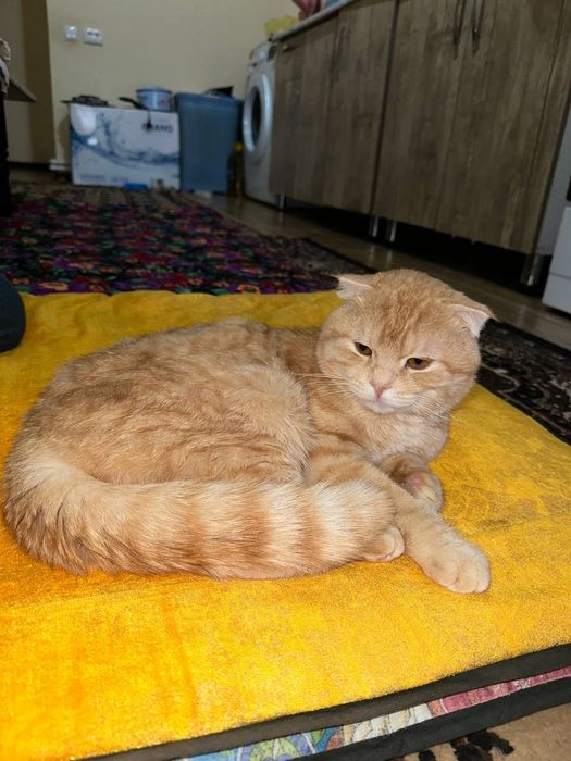 Mushuk, шотландский, кот, zotdor mushuk, Shotlandskiy.     KELISHILADI