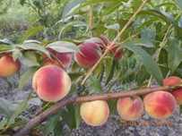Piersic pe rod, mar,cais,cires, smochin, migdal, prun, pomi fructiferi