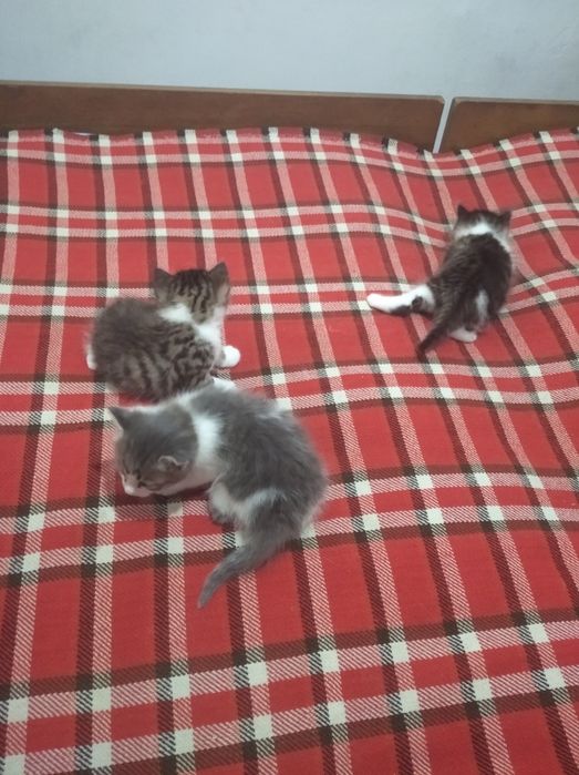 Отдам котят даром