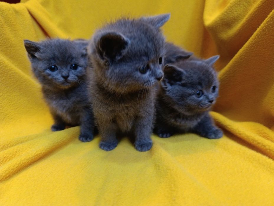 Котета порода Руска синя котка