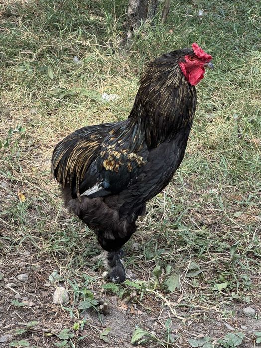 Cocos araucana 2024 de vanzare