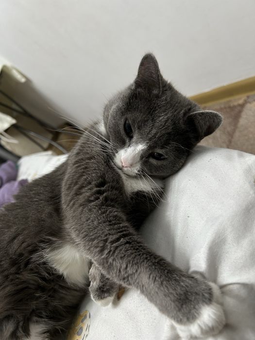 Отдам Кошку 2 года  6 мес.