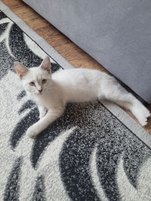 Котёночек  породистыи