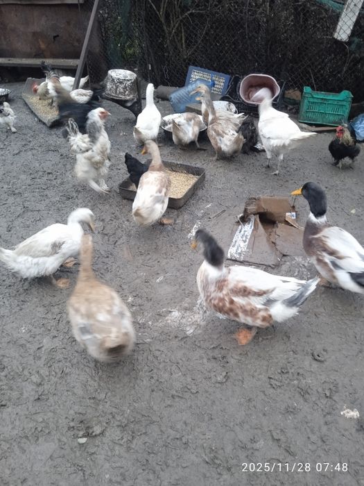 Патенца и пиленца млади и свободни