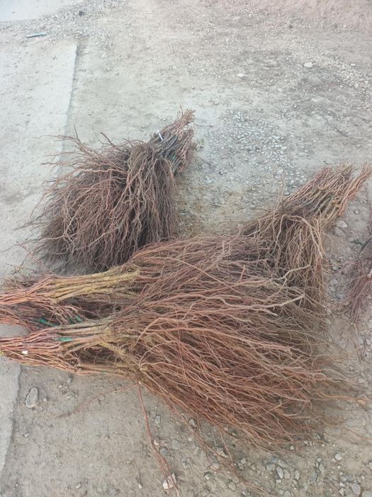 Vând butasi vita de vie anul 1,2 și 3