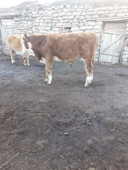 Продам бычка подсос