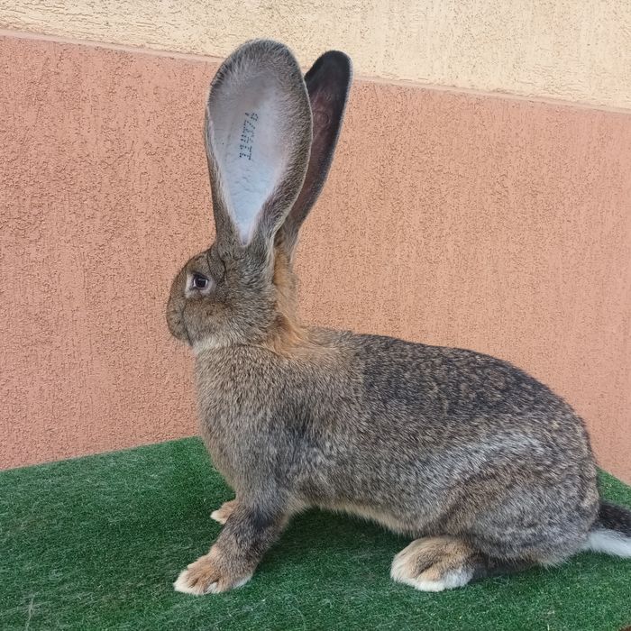 Iepuri Uriaș German