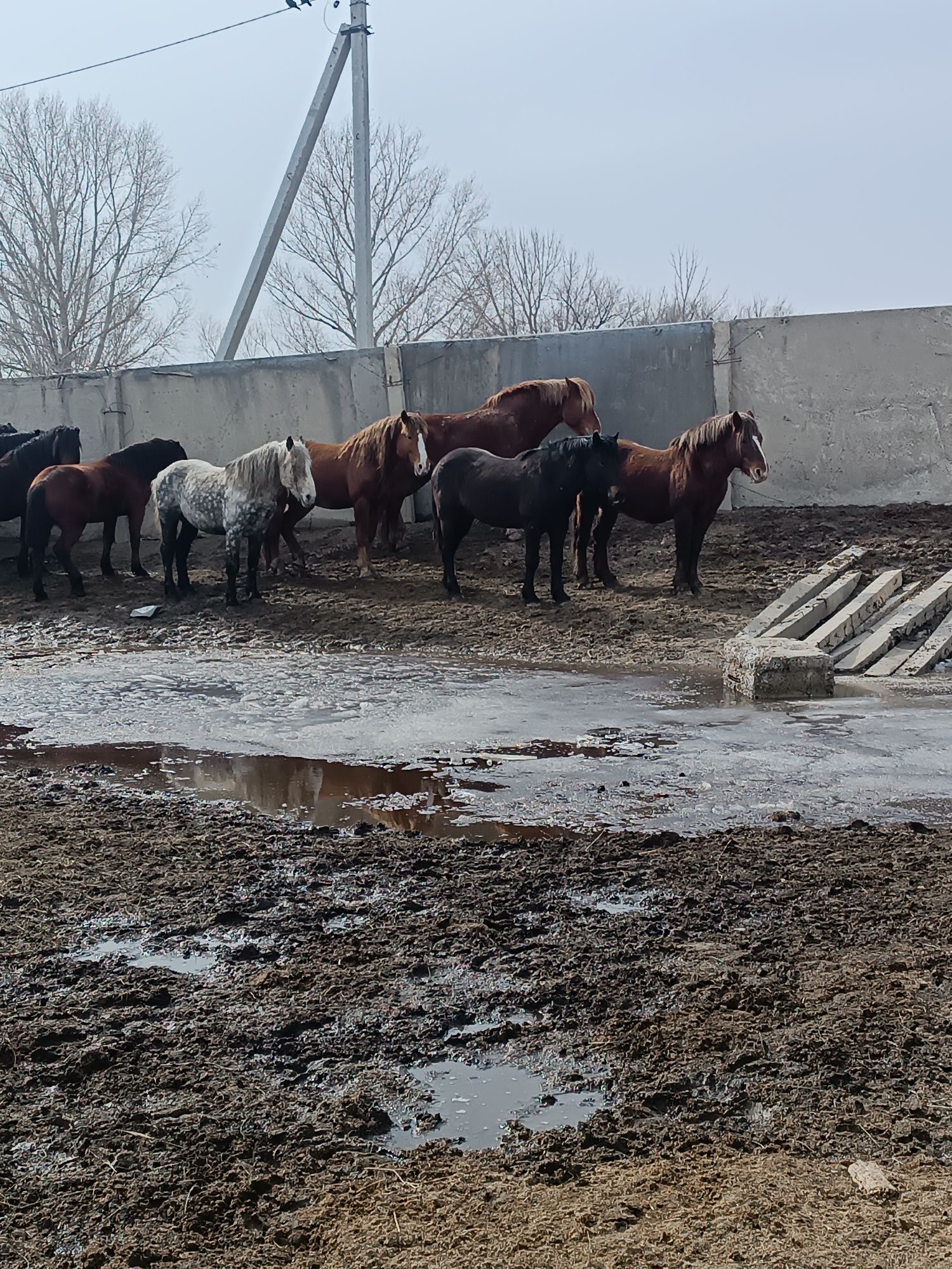 Продам новоалтайскихжеребцов