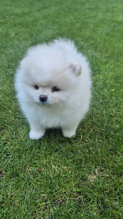 Женско померанче,померан