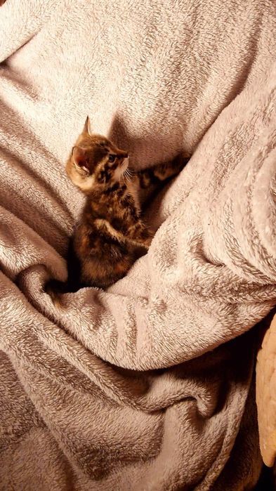 Котята девочки очень красивые