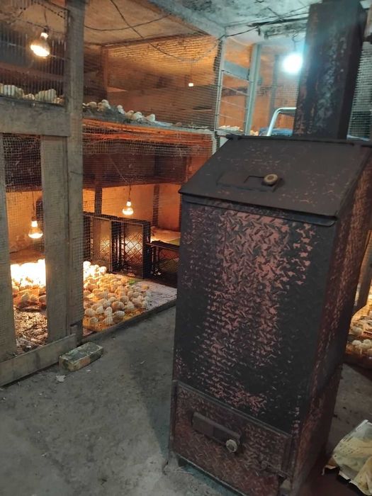 Пилета Легхорн Декалб от Чехия на един ден! С всички ваксини -4,50лв