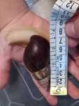 Африкански охлюви Lissachatina fulica