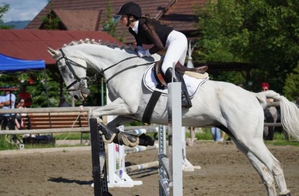 Cal de sport- Hungarian Sport Horse