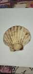 Scoica marina 15 cm