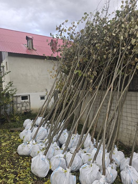 Mesteacăn tei Platan englezesc