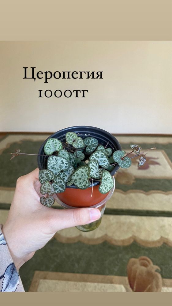 Церопегия,традесканция ,бегонии