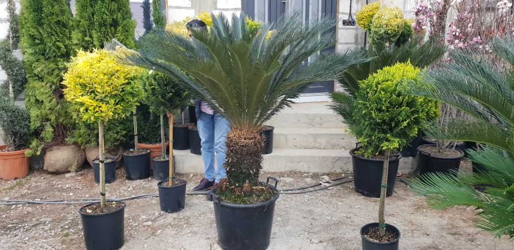 palmieri cycas mai multe dimensiuni