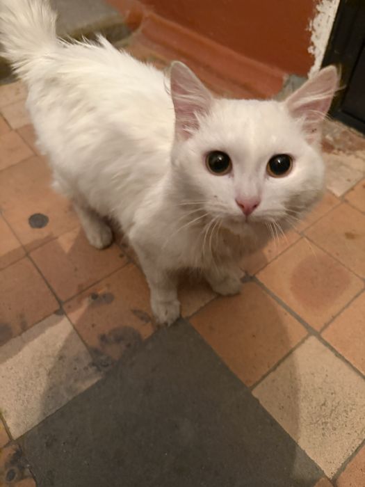 Кошка в добрые руки