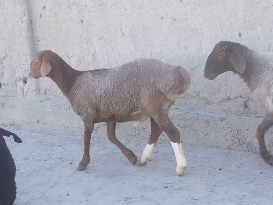 Qo'ylar sotiladi