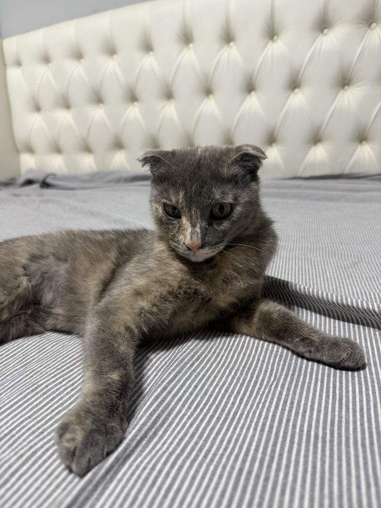 Кошка красивая вислоухая отдам бесплатно