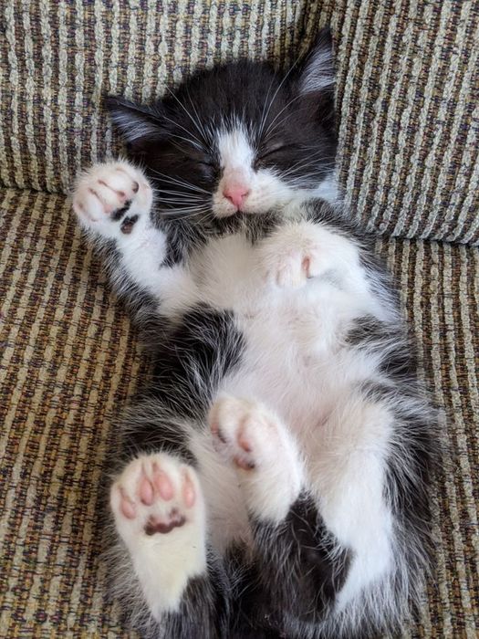 Siberiana de pădure