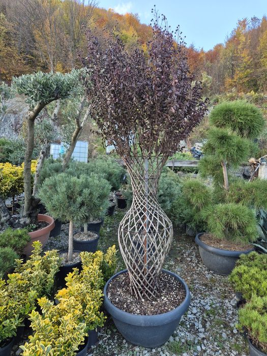 Brazi de Crăciun la ghiveci  si cu balot de pământ