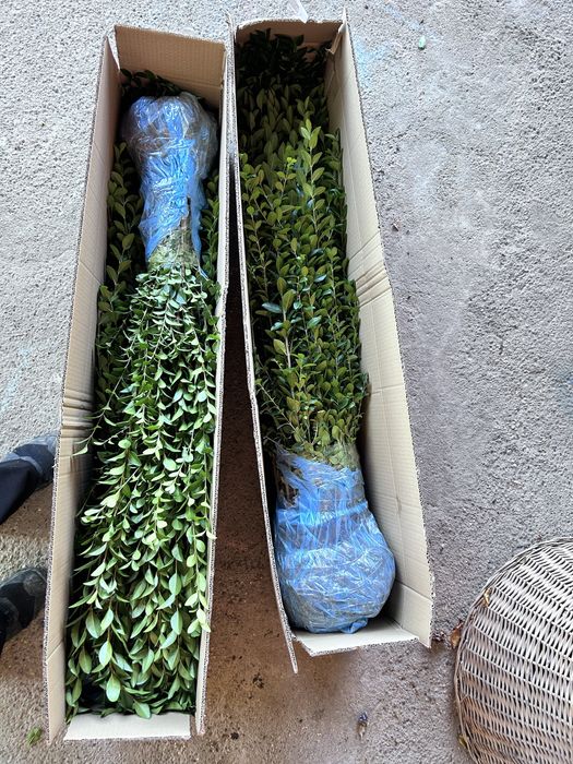 Gard viu - Lemn câinesc - Ligustrum Ovalifolium