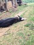 Vaca baltata romaneasca talie mare cu vitica de 28 zile