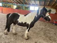 Pereche de gipsy vanner tinkeri
