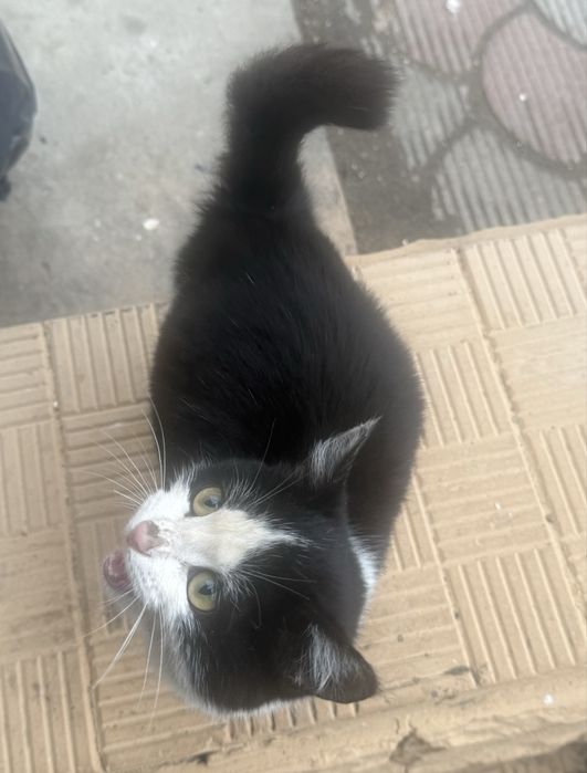 Котенок бесплатно красивый уличный