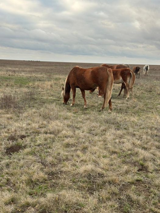 Мықты жылқы сатылады.