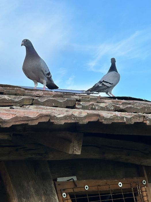 Porumbei voiajori disponibili