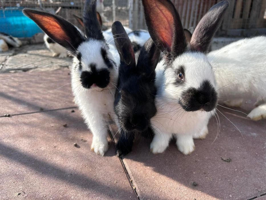 Зайци-пеперуда,женско и три мъжки