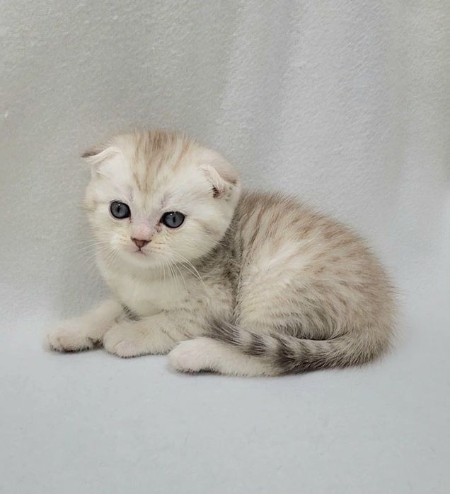 мальчик Скотиш фолд