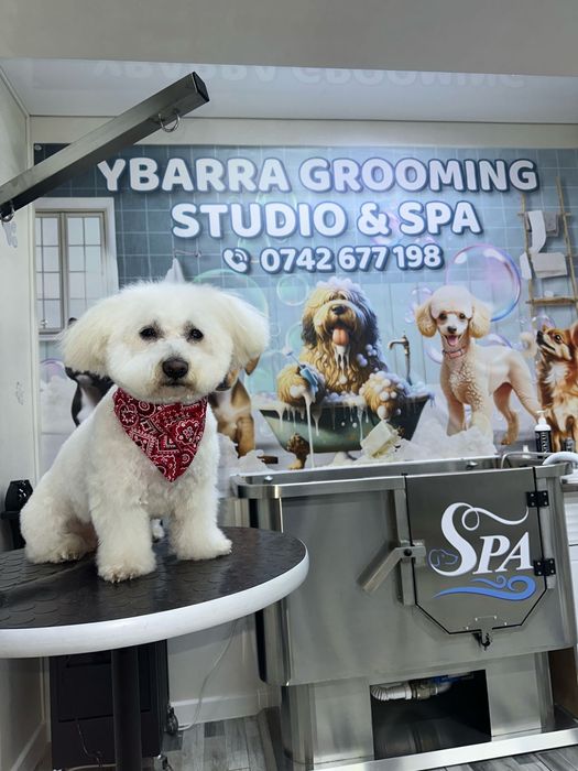 Salon canin Galati / Frizerie canina /Frizer animale de companie