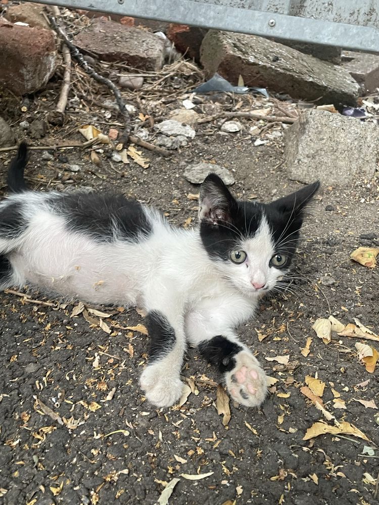 Подарявам малко коте