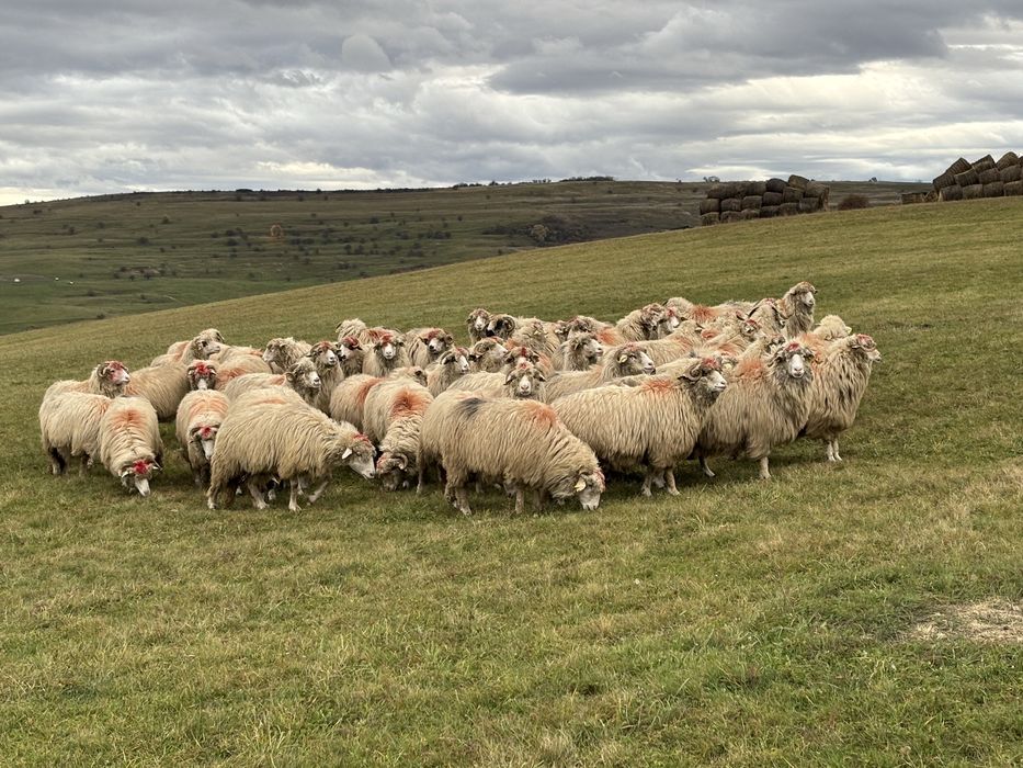 Oi  bune  de  vanzare