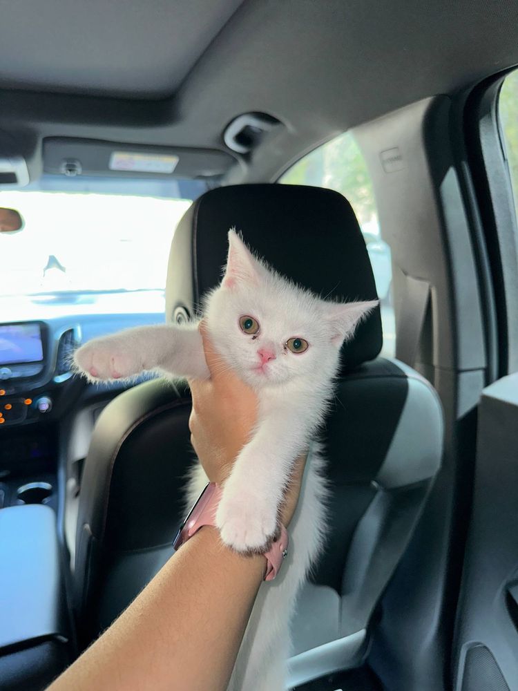 Скоттиш Страйт котята 3 месяцев мальчик
