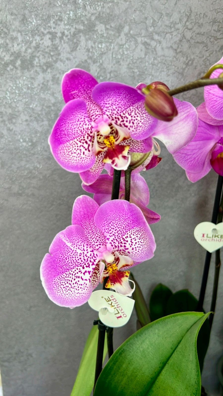 Орхидеи 65 см 7000 тенге