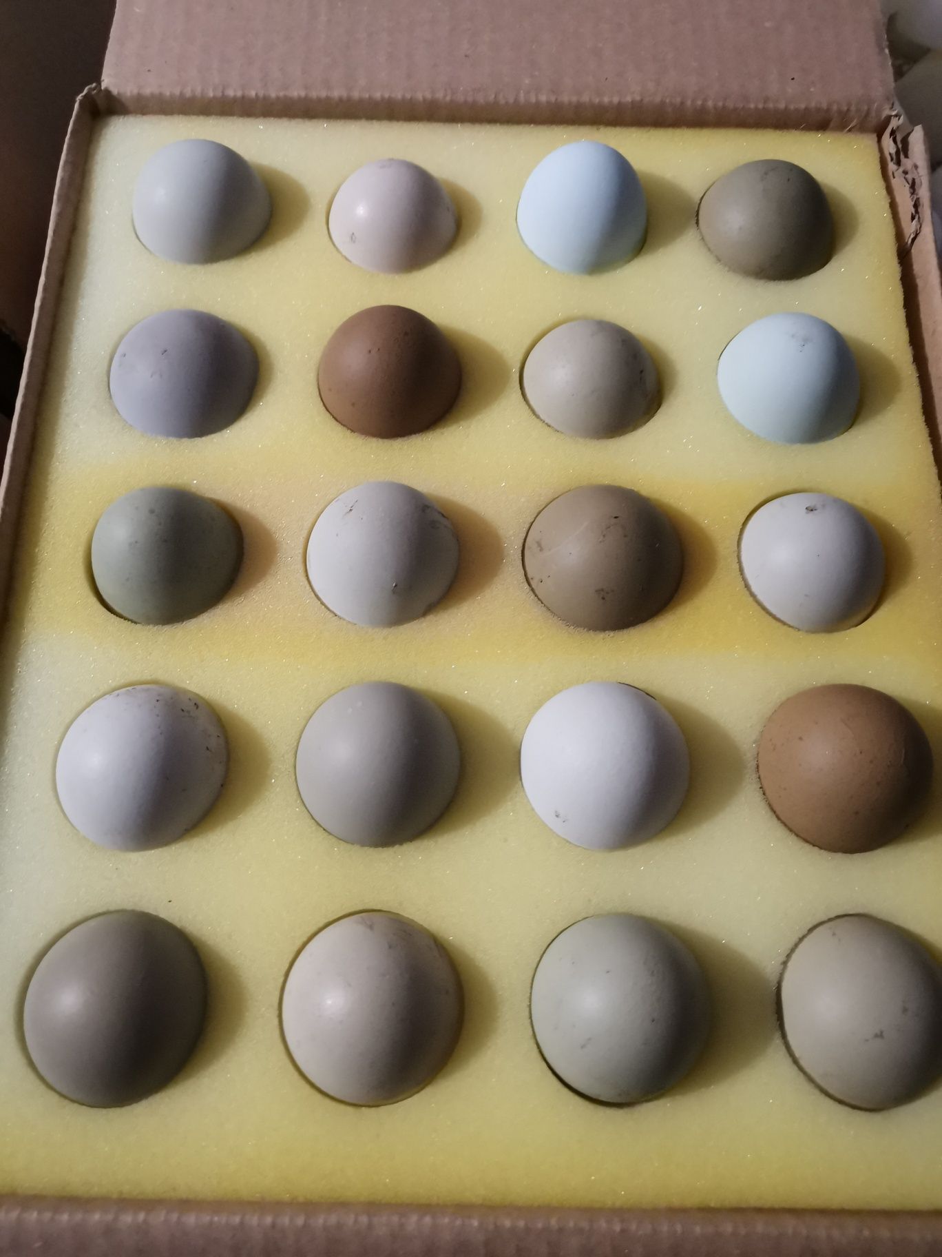 Ouă verzi, ouă colorate, OliveEggers, EasterEggers pt incubat