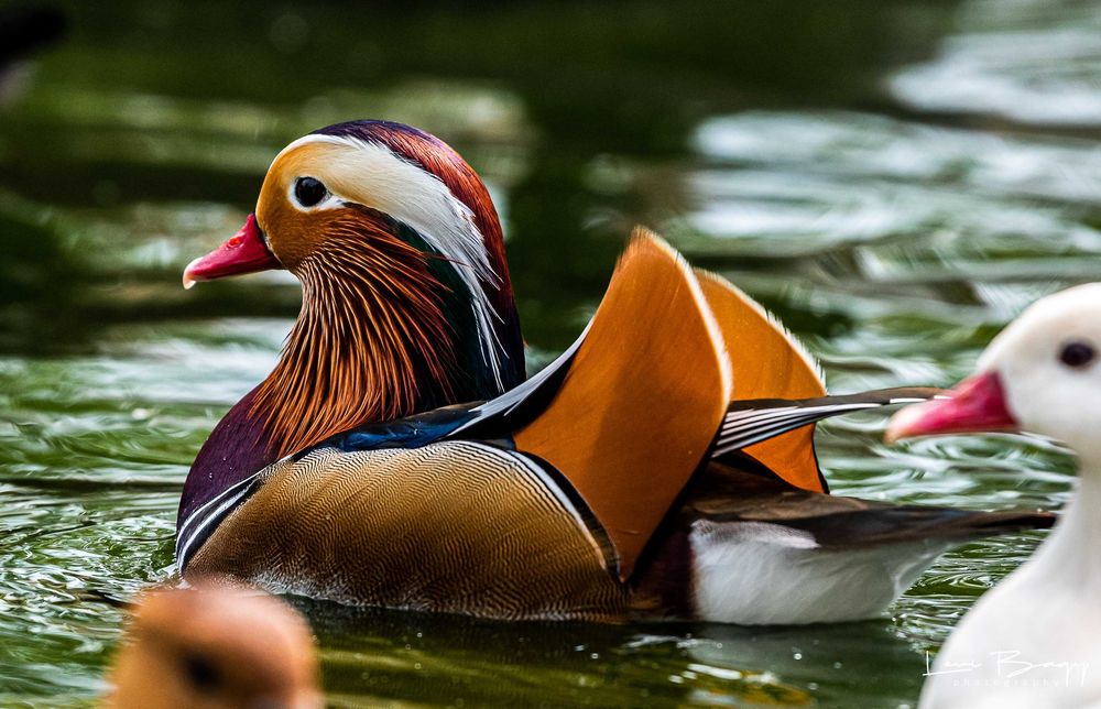 Vând rate, lebede, gâște, păsări exotice