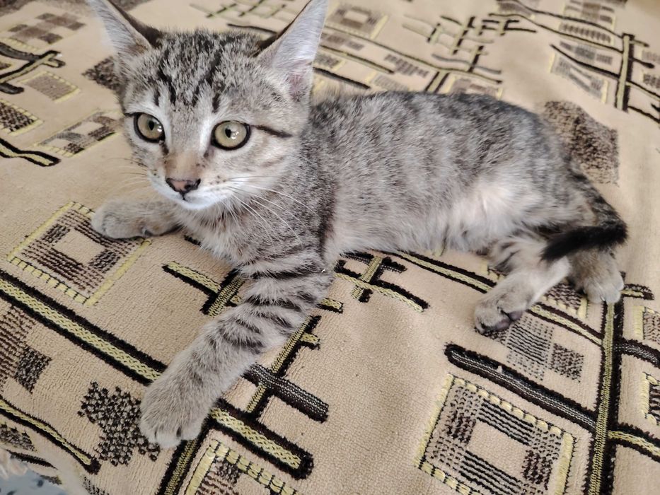 Отдаётся даром очень красивый котёнок