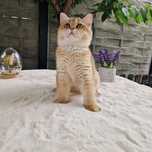British shorthair golden