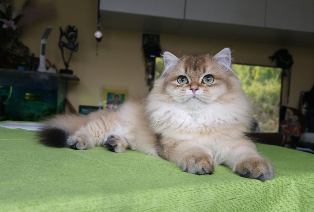 Британски дългокосмести котенца